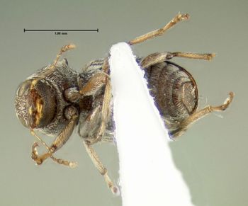 Media type: image;   Entomology 613514 Aspect: habitus ventral view